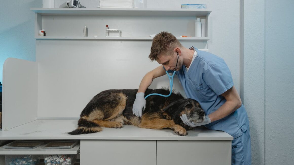 Chien aliments courants frigo dangereux
