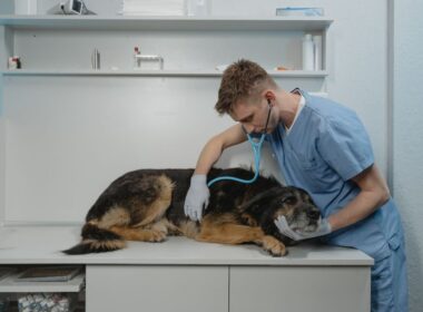 Chien aliments courants frigo dangereux
