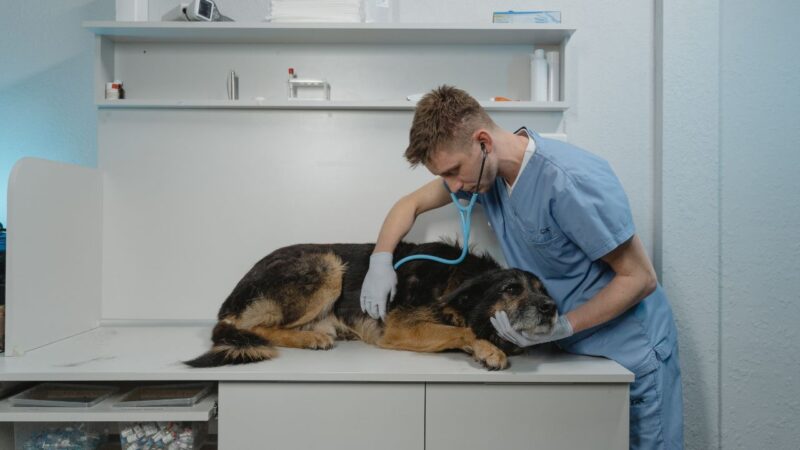 Chien aliments courants frigo dangereux