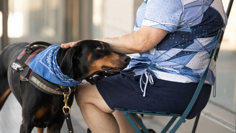 Chien qui renifle l'entrejambe