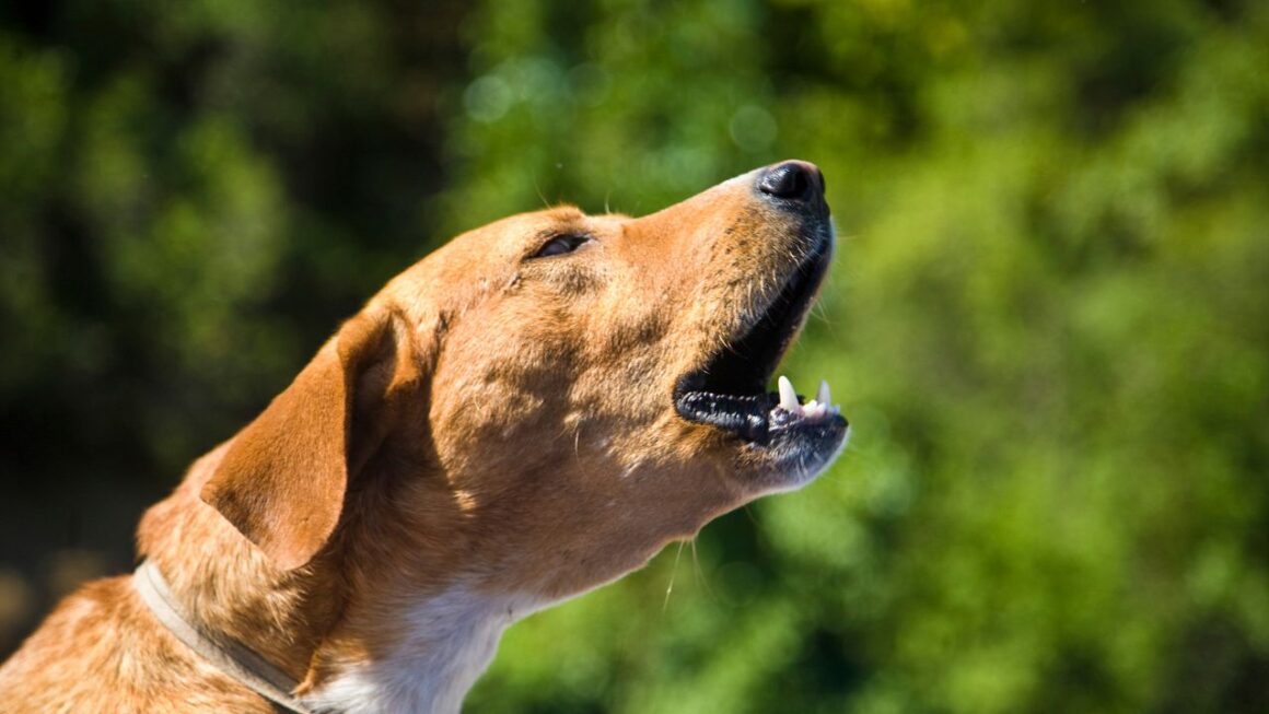 Chien voisin aboie