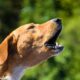 Chien voisin aboie