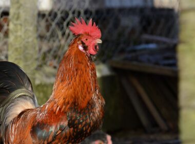 Coq voisin distance recours