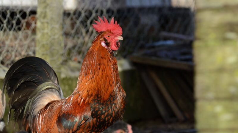 Coq voisin distance recours