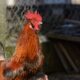 Coq voisin distance recours