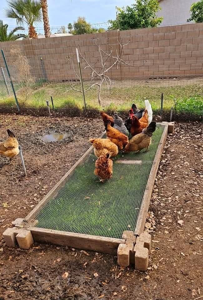 Gazon poule