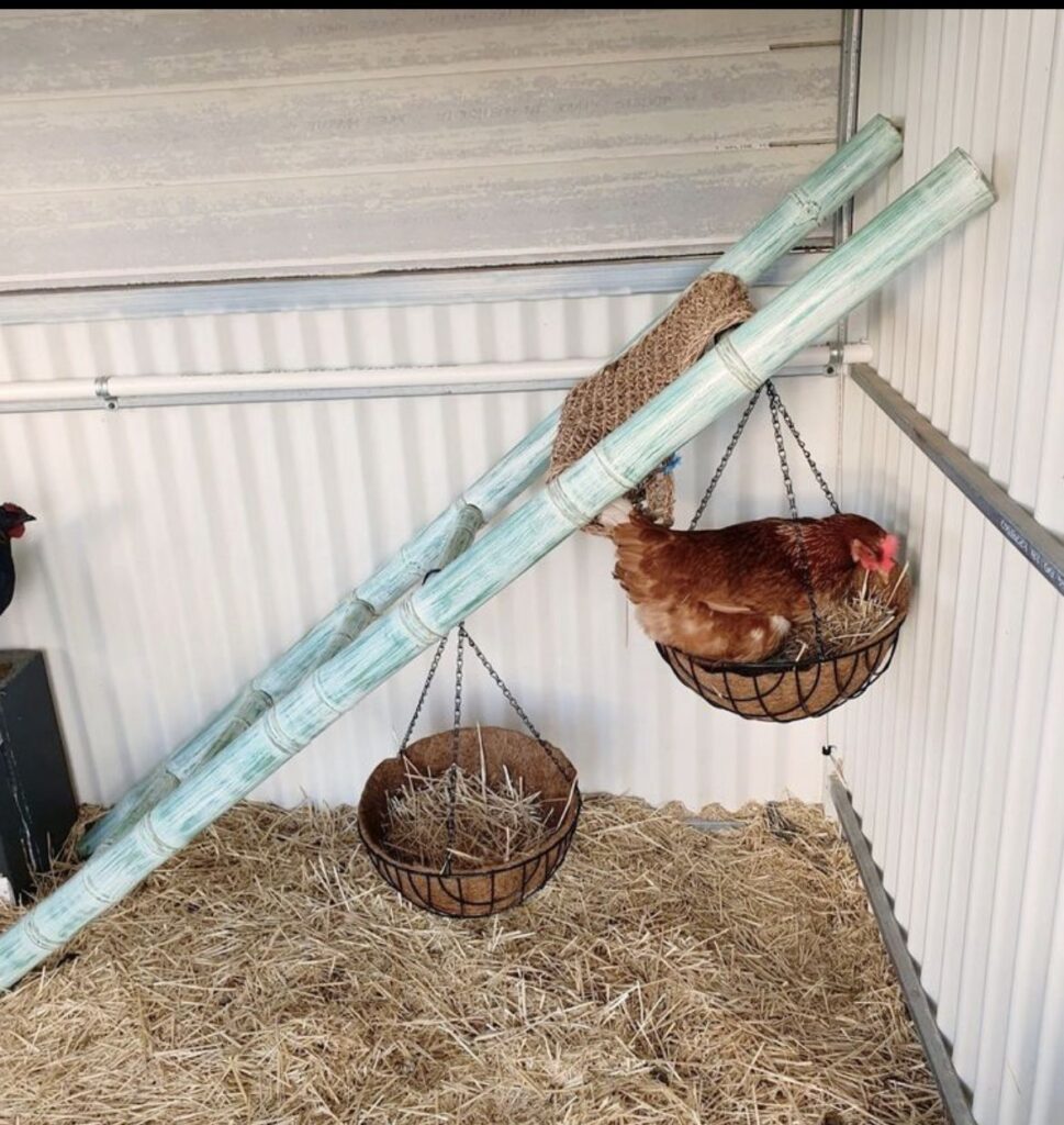 Panier poule suspendu