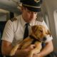 Vol retardé chien pilote héros