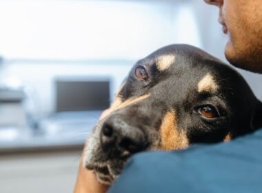Alerte chien problèmes mortels