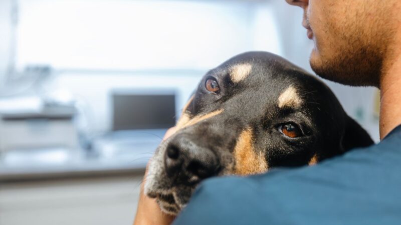 Alerte chien problèmes mortels
