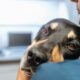 Alerte chien problèmes mortels
