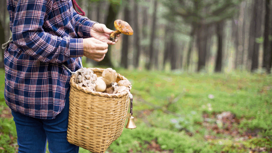 Cueillette champignons amende loi