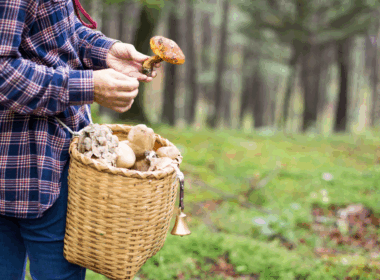 Cueillette champignons amende loi