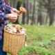 Cueillette champignons amende loi