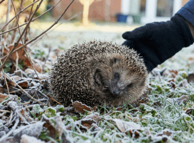sauver-herisson-plein-jour-hiver