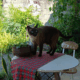 chat-voisin-chez-soi-attention-loi-claire