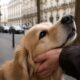 caresser-chien-rue-personnalite