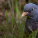 pigeon ramier au jardin