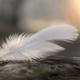 signification-plume-blanche
