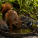 canicule-eau-animaux-jardin-emplacement