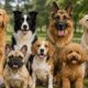 race-chien-plus-intelligente